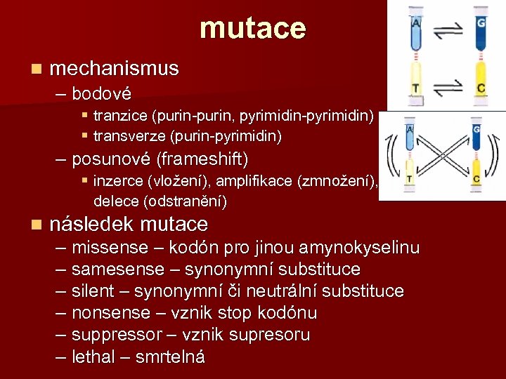 mutace n mechanismus – bodové § tranzice (purin-purin, pyrimidin-pyrimidin) § transverze (purin-pyrimidin) – posunové