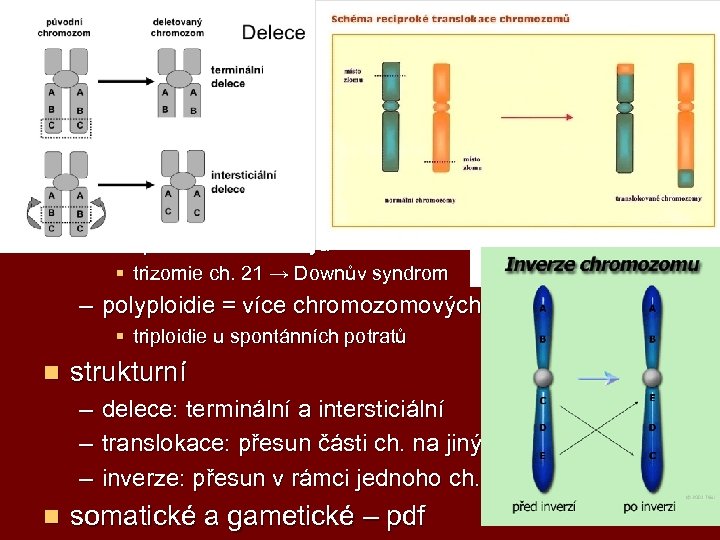 chromozomové mutace n numerické – aneuploidie = ztráta nebo nadbytek 1 chromozomu § §