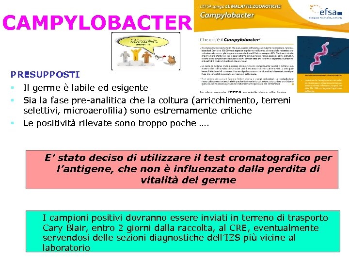 CAMPYLOBACTER PRESUPPOSTI Il germe è labile ed esigente Sia la fase pre-analitica che la