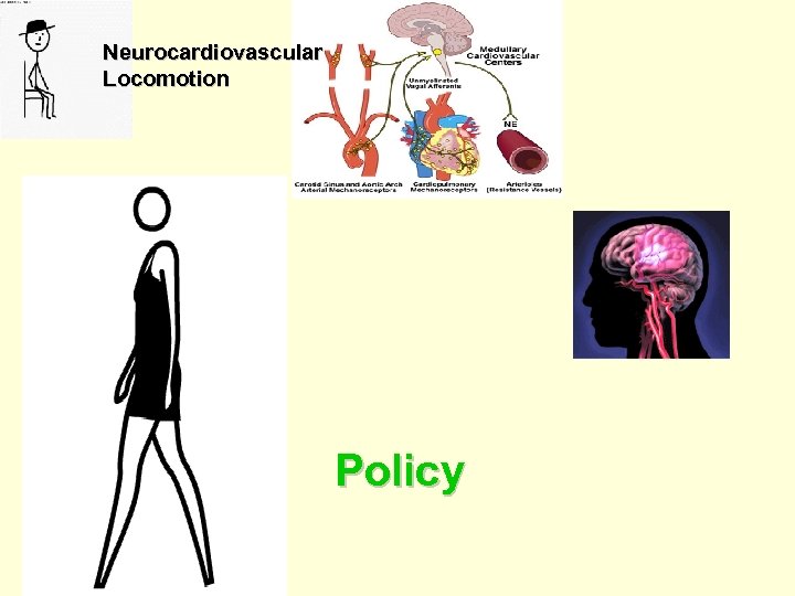 Neurocardiovascular Locomotion Policy 