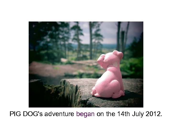 PIG DOG's adventure began on the 14 th July 2012. 