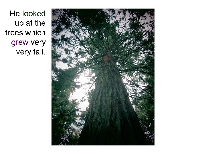 He looked up at the trees which grew very tall. 