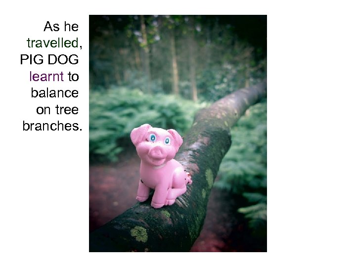 As he travelled, PIG DOG learnt to balance on tree branches. 