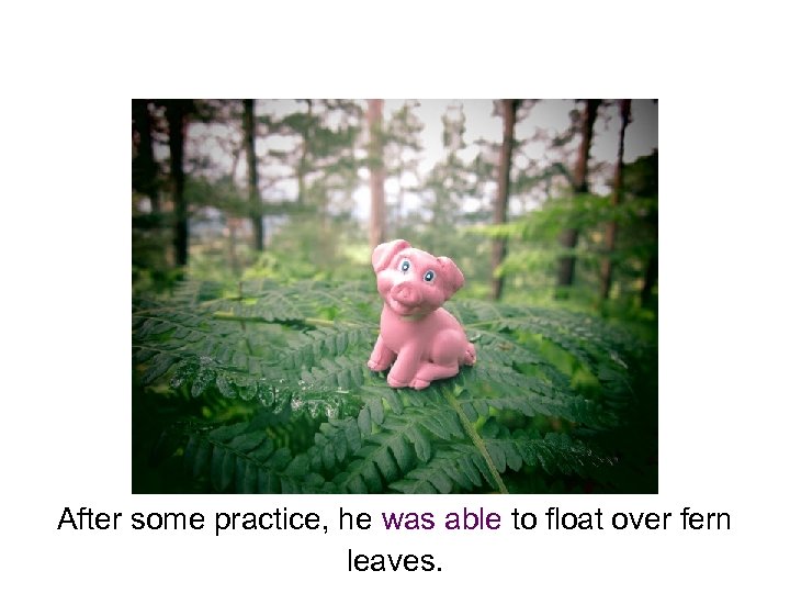 After some practice, he was able to float over fern leaves. 
