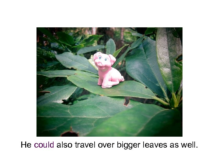 He could also travel over bigger leaves as well. 