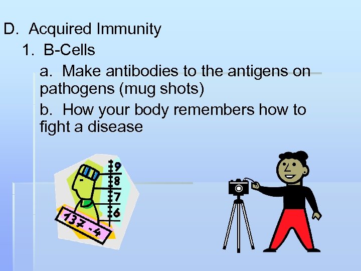 D. Acquired Immunity 1. B-Cells a. Make antibodies to the antigens on pathogens (mug