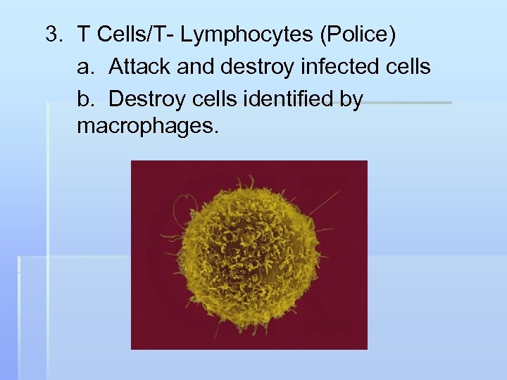 3. T Cells/T- Lymphocytes (Police) a. Attack and destroy infected cells b. Destroy cells