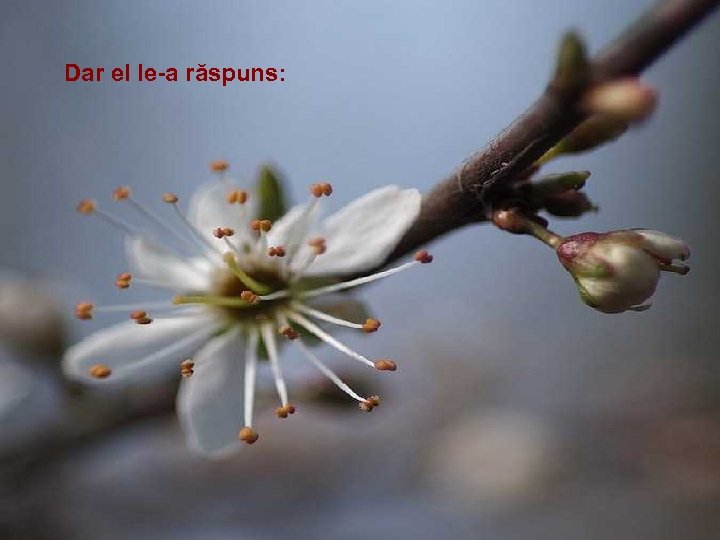 Dar el le-a răspuns: 