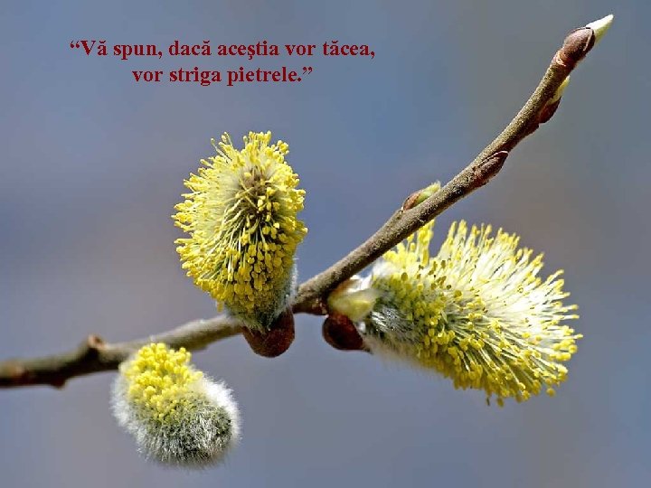 “Vă spun, dacă aceştia vor tăcea, vor striga pietrele. ” 