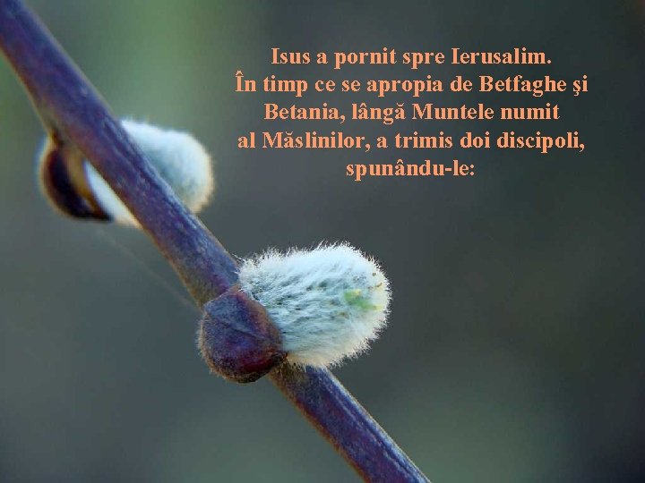 Isus a pornit spre Ierusalim. În timp ce se apropia de Betfaghe şi Betania,