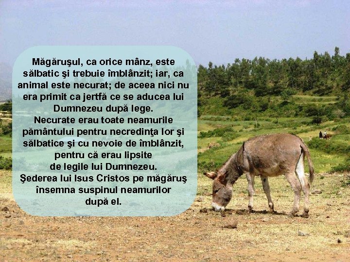 Măgăruşul, ca orice mânz, este sălbatic şi trebuie îmblânzit; iar, ca animal este necurat;