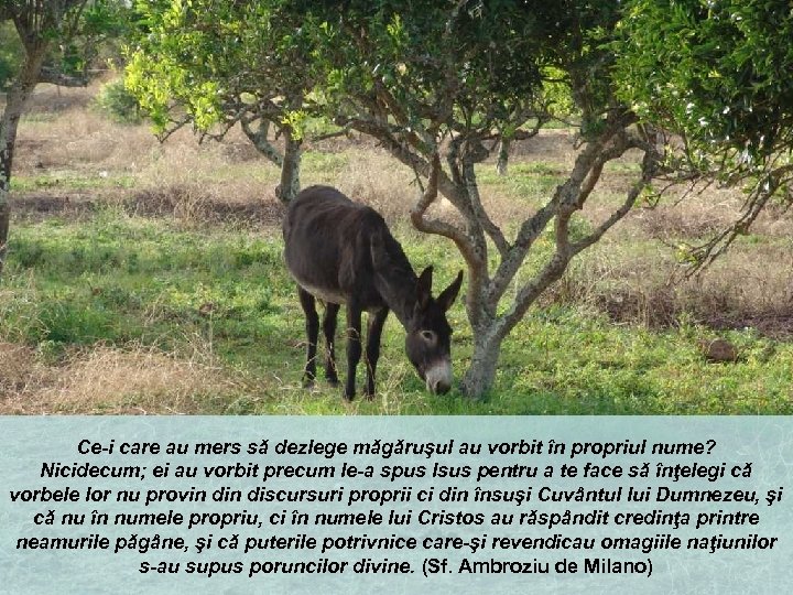 Ce-i care au mers să dezlege măgăruşul au vorbit în propriul nume? Nicidecum; ei