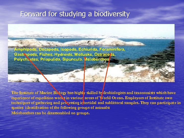 Forward for studying a biodiversity Amphipods, Decapods, Isopods, Echiurida, Foraminifera, Gastropods, Fishes, Hydroids, Mollusks,