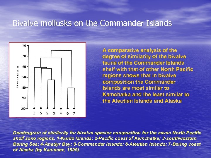 Bivalve mollusks on the Commander Islands A comparative analysis of the degree of similarity