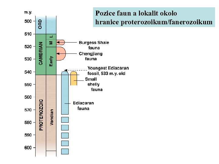 Pozice faun a lokalit okolo hranice proterozoikum/fanerozoikum 