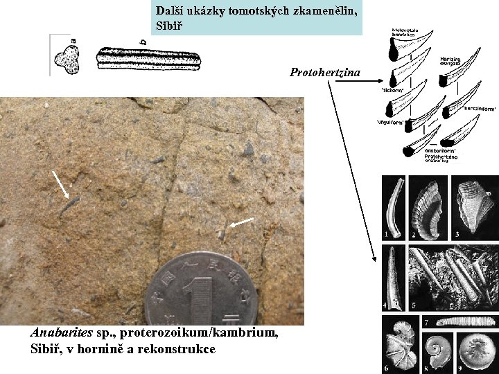 Další ukázky tomotských zkamenělin, Sibiř Protohertzina Anabarites sp. , proterozoikum/kambrium, Sibiř, v hornině a