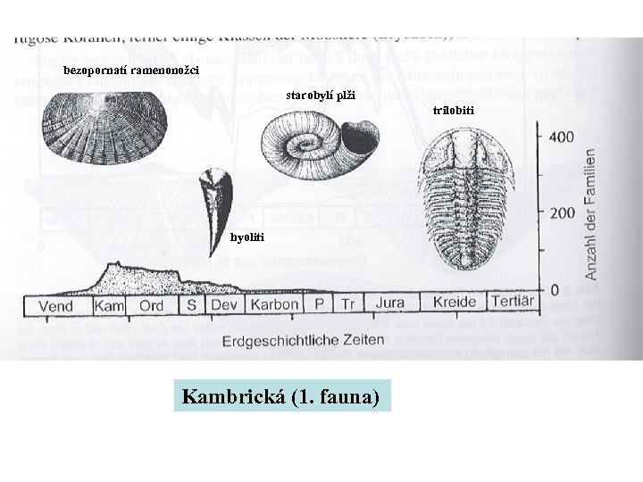 bezopornatí ramenonožci starobylí plži trilobiti hyoliti Kambrická (1. fauna) 