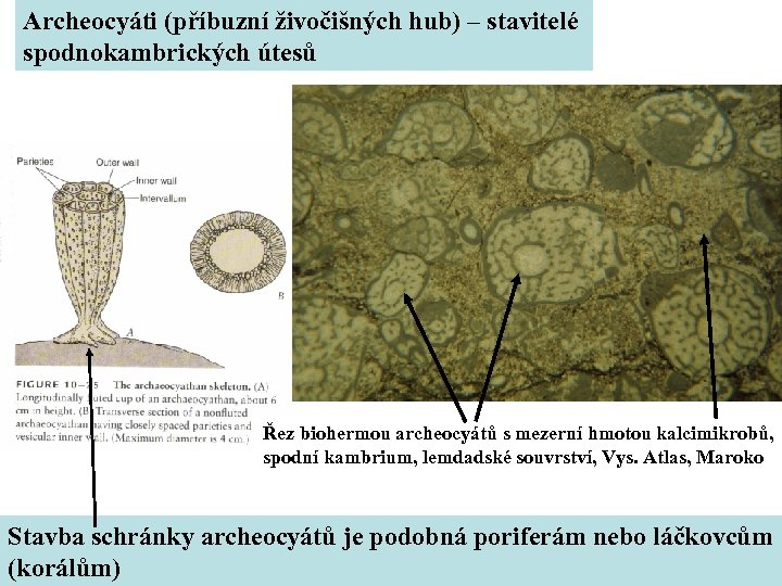 Archeocyáti (příbuzní živočišných hub) – stavitelé spodnokambrických útesů Řez biohermou archeocyátů s mezerní hmotou