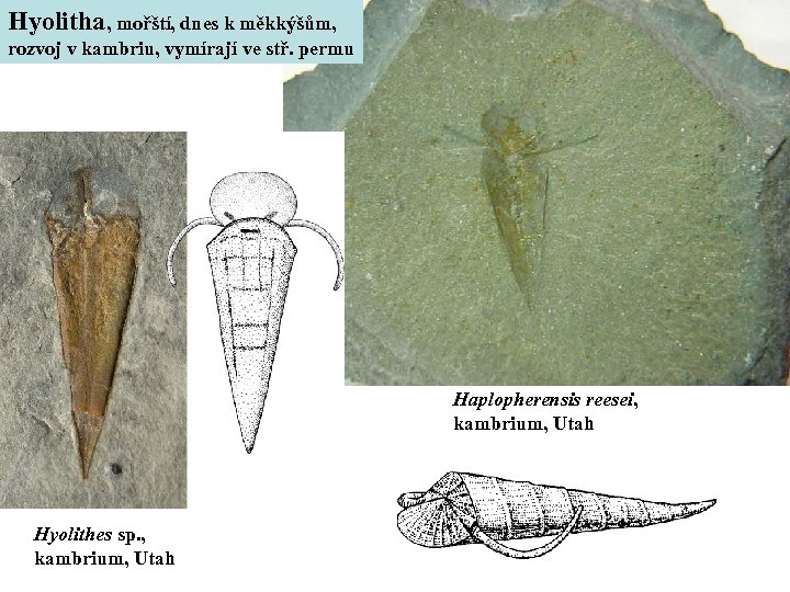 Hyolitha, mořští, dnes k měkkýšům, rozvoj v kambriu, vymírají ve stř. permu Haplopherensis reesei,