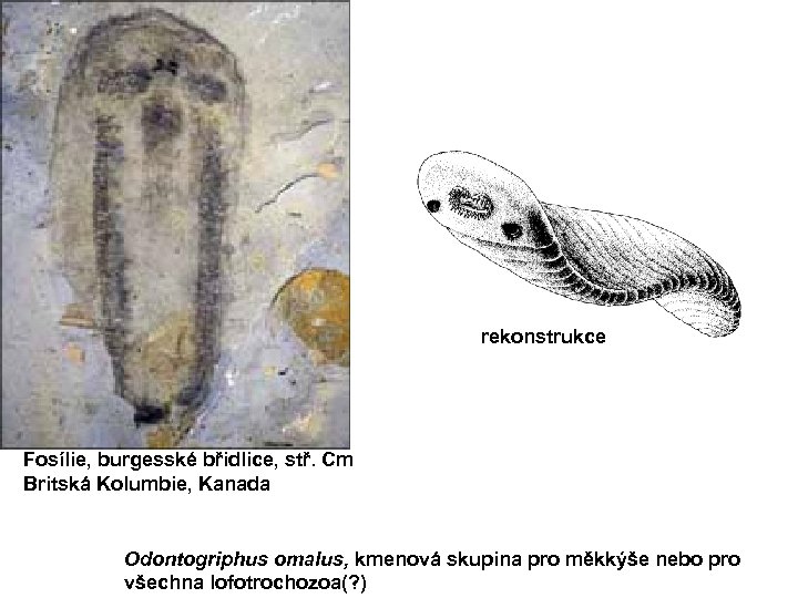 rekonstrukce Fosílie, burgesské břidlice, stř. Cm Britská Kolumbie, Kanada Odontogriphus omalus, kmenová skupina pro