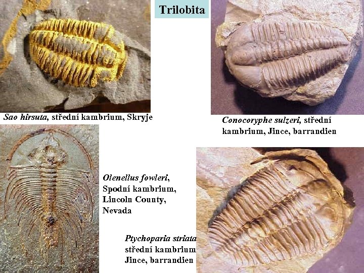 Trilobita Sao hirsuta, střední kambrium, Skryje Olenellus fowleri, Spodní kambrium, Lincoln County, Nevada Ptychoparia