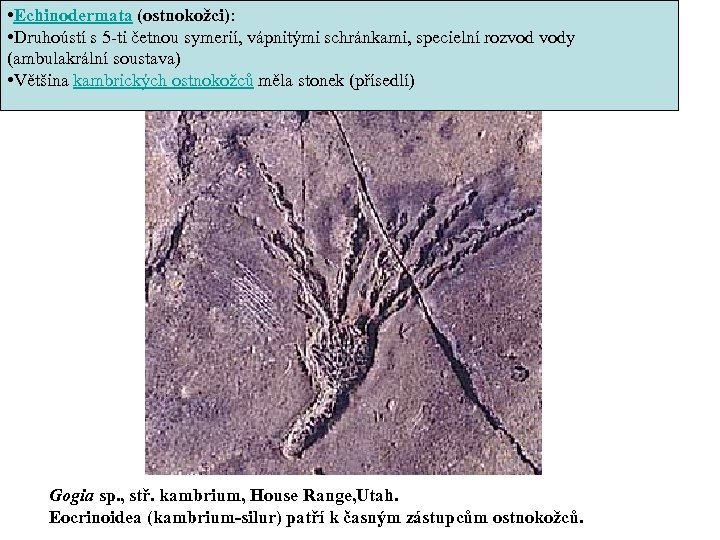  • Echinodermata (ostnokožci): • Druhoústí s 5 -ti četnou symerií, vápnitými schránkami, specielní