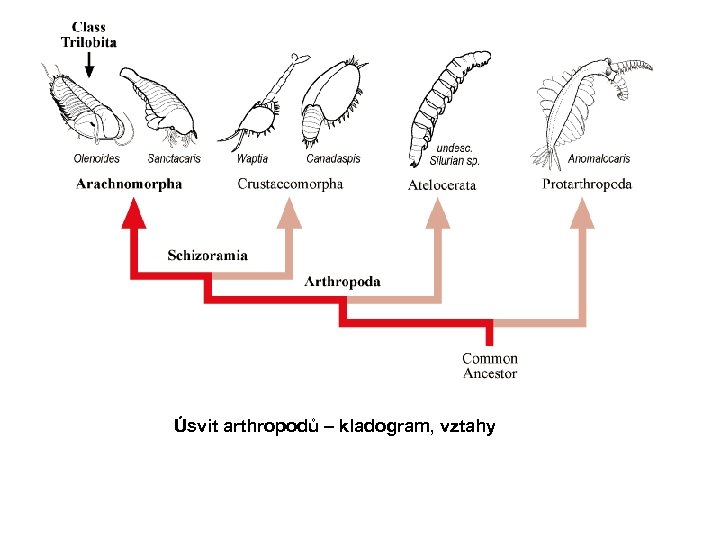 Úsvit arthropodů – kladogram, vztahy 