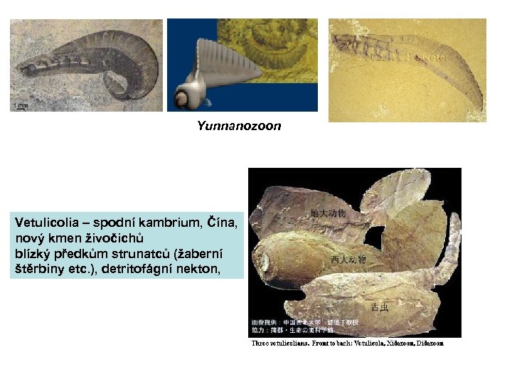 Yunnanozoon Vetulicolia – spodní kambrium, Čína, nový kmen živočichů blízký předkům strunatců (žaberní štěrbiny