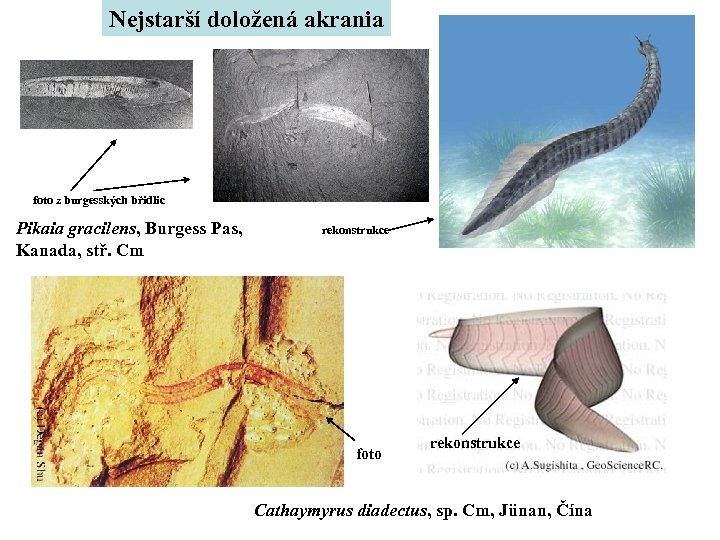 Nejstarší doložená akrania foto z burgesských břidlic Pikaia gracilens, Burgess Pas, Kanada, stř. Cm