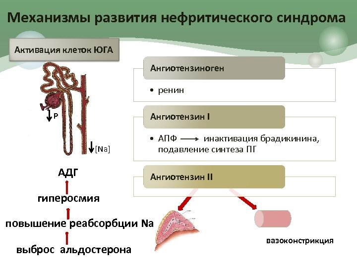 Механизмы развития нефритического синдрома Активация клеток ЮГА Ангиотензиноген • ренин Р Ангиотензин I [Na]