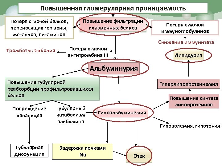 Повышенная гломерулярная проницаемость Потеря с мочой белков, переносящих гормоны, металлов, витаминов Тромбозы, эмболия Повышение