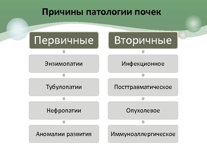 Причины патологии почек Первичные Вторичные Энзимопатии Инфекционное Тубулопатии Посттравматическое Нефропатии Опухолевое Аномалии развития Иммуноаллергическое