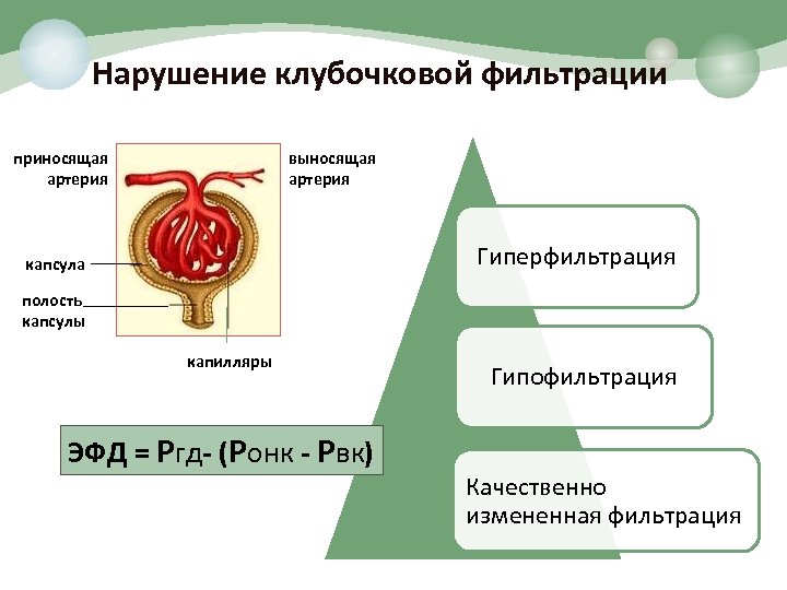 Нарушение клубочковой фильтрации приносящая артерия выносящая артерия Гиперфильтрация капсула полость капсулы капилляры ЭФД =