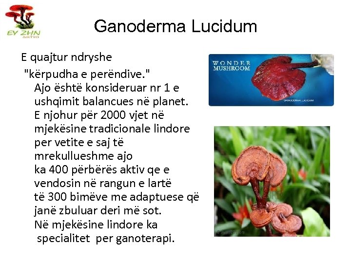 Ganoderma Lucidum E quajtur ndryshe "kërpudha e perëndive. " Ajo është konsideruar nr 1