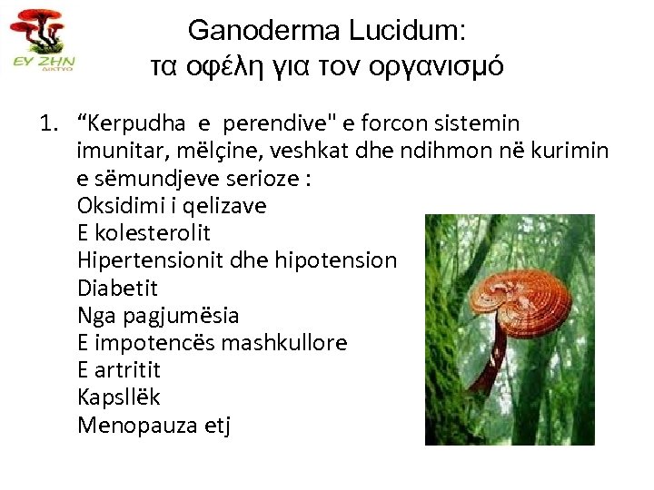 Ganoderma Lucidum: τα οφέλη για τον οργανισμό 1. “Kerpudha e perendive" e forcon sistemin