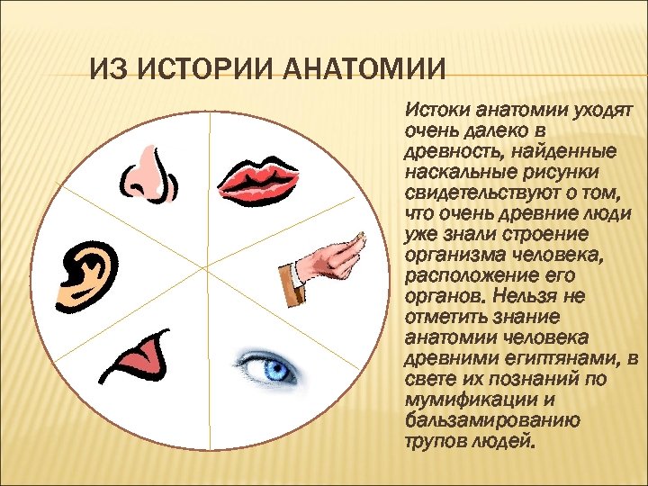 ИЗ ИСТОРИИ АНАТОМИИ Истоки анатомии уходят очень далеко в древность, найденные наскальные рисунки свидетельствуют