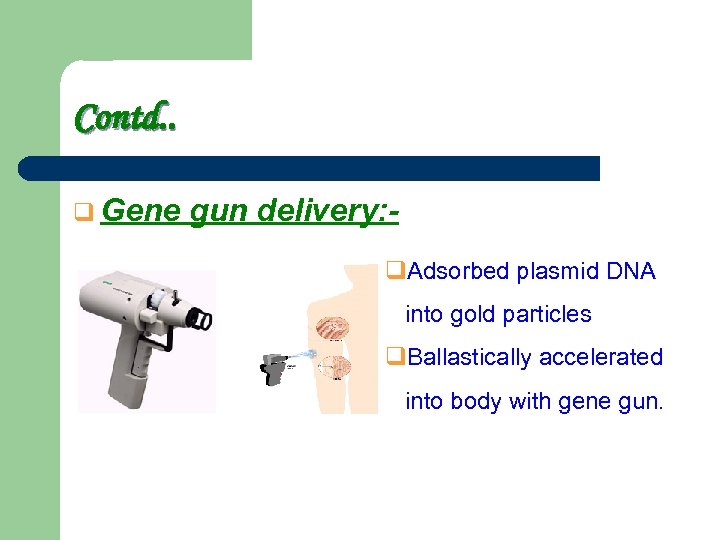 Contd. . q Gene gun delivery: q. Adsorbed plasmid DNA into gold particles q.