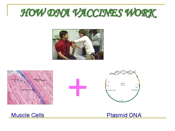 HOW DNA VACCINES WORK + Muscle Cells Plasmid DNA 