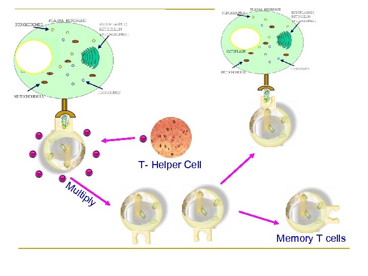 T- Helper Cell Mu ltip ly Memory T cells 