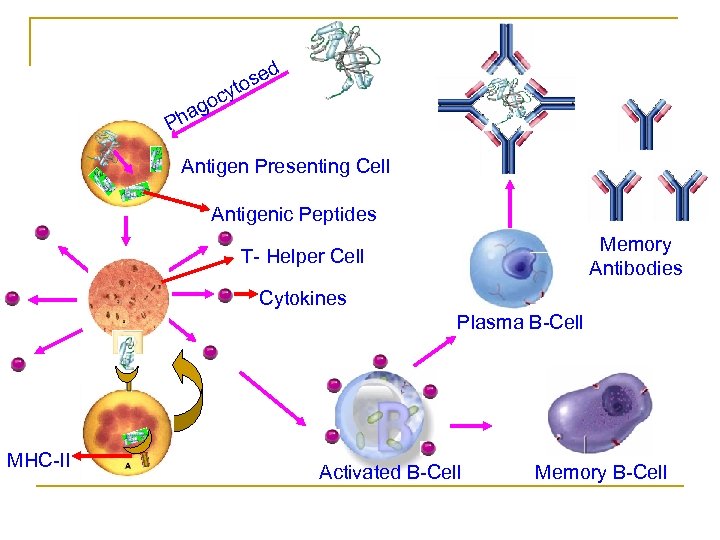 d e tos y c go a Ph Antigen Presenting Cell Antigenic Peptides Memory