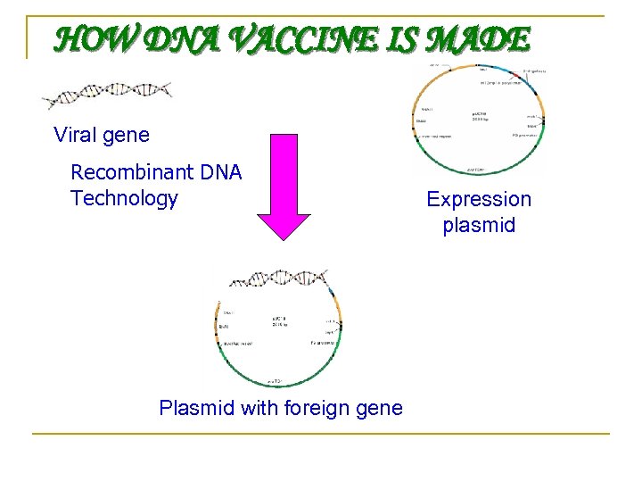 HOW DNA VACCINE IS MADE Viral gene Recombinant DNA Technology Plasmid with foreign gene