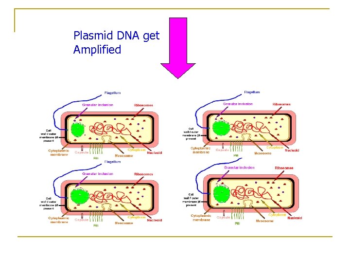 Plasmid DNA get Amplified 
