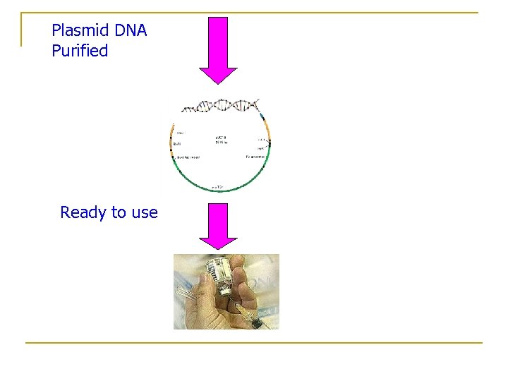 Plasmid DNA Purified Ready to use 