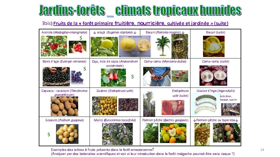 3 bis) Fruits de la « forêt primaire fruitière, nourricière, cultivée et jardinée »