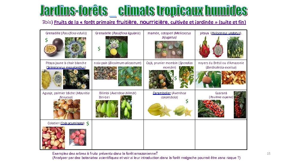 3 bis) Fruits de la « forêt primaire fruitière, nourricière, cultivée et jardinée »