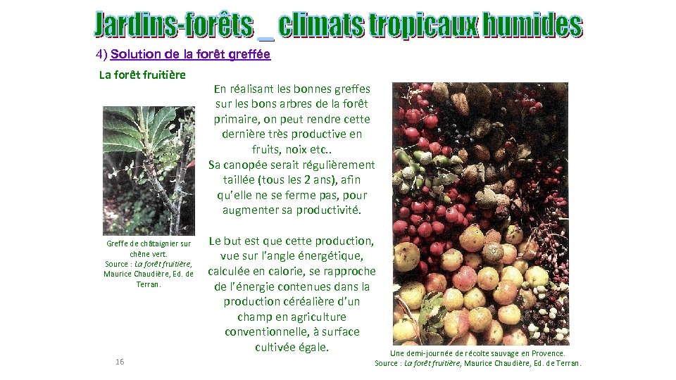 4) Solution de la forêt greffée La forêt fruitière Greffe de châtaignier sur chêne