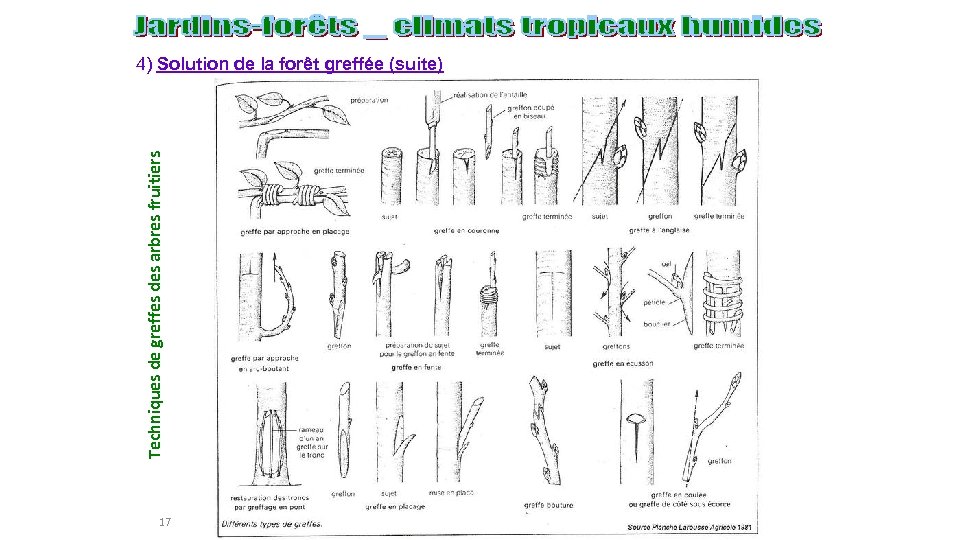 Techniques de greffes des arbres fruitiers 4) Solution de la forêt greffée (suite) 17