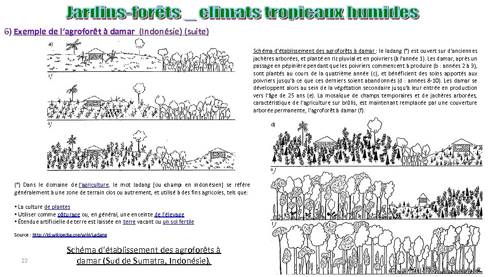 6) Exemple de l’agroforêt à damar (Indonésie) (suite) a) Schéma d'établissement des agroforêts à