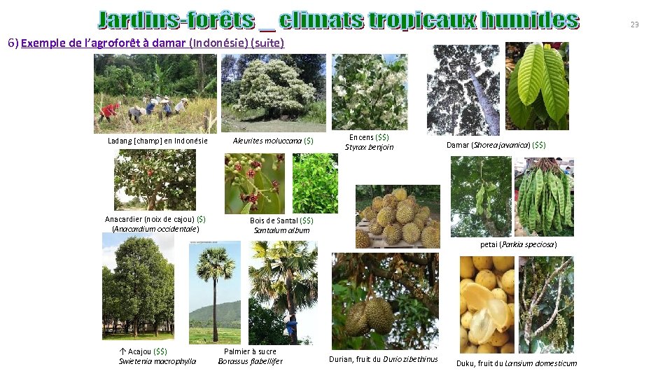 23 6) Exemple de l’agroforêt à damar (Indonésie) (suite) Ladang [champ] en Indonésie Aleurites