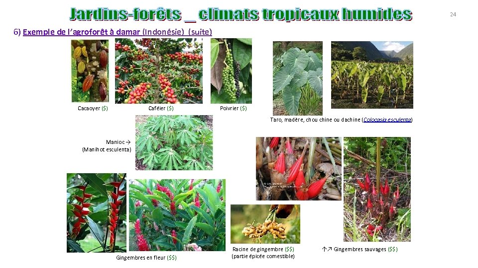 24 6) Exemple de l’agroforêt à damar (Indonésie) (suite) Cacaoyer ($) Caféier ($) Poivrier